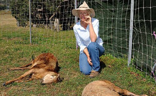 Sue McMah is calling for residents to mobilise together in lobbying the State Government to address the growing dingo problem in the Gympie region. Sue McMah is calling for residents to mobilise together in lobbying the State Government to address the growing dingo problem in the Gympie region.